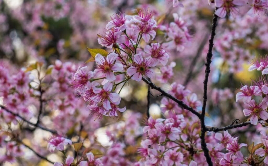 Ka Tamasa Cherry Blossom ka wanrah kam pynroi bad plie lad ia ki samla ban ioh kamai