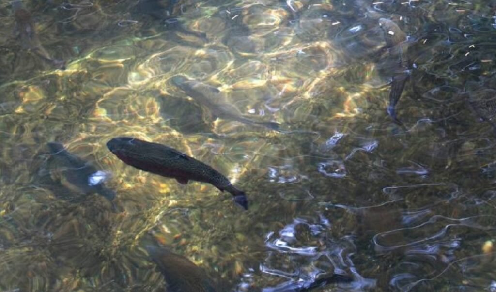 Pynlut ka sorkar T.97.68 lak ban shna 3230 tylli ki pung dohkha