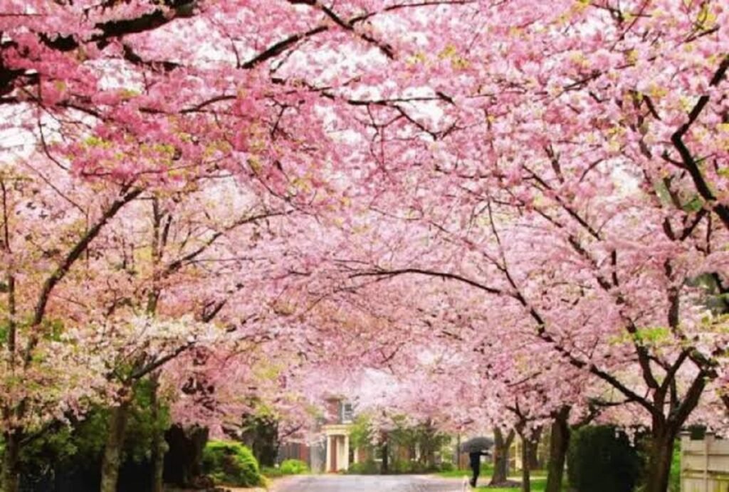 Pynthikna u Conrad ba ka Cherry Blossom Festival kan ym ktah ïa ki samla pule